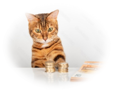 Une image contenant mammifère, chat, Chats petite et moyenne taille, chat domestique

Le contenu généré par l'IA peut être incorrect.