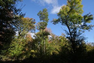 Classement de la forêt de Haye en forêt de protection