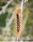 la chenille