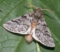 le papillon