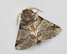 le papillon