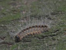 la chenille