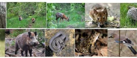 animaux