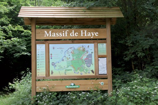 La forêt de Haye : le poumon vert de Laxou