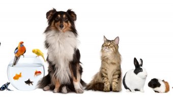 Comité consultatif pour le bien-être animal