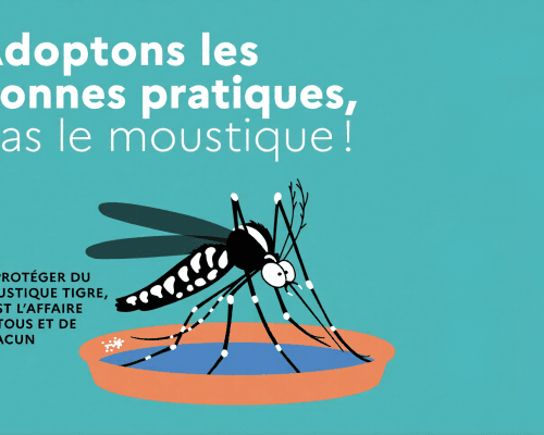 Moustique tigre à Laxou : agissons ensemble pour limiter sa présence